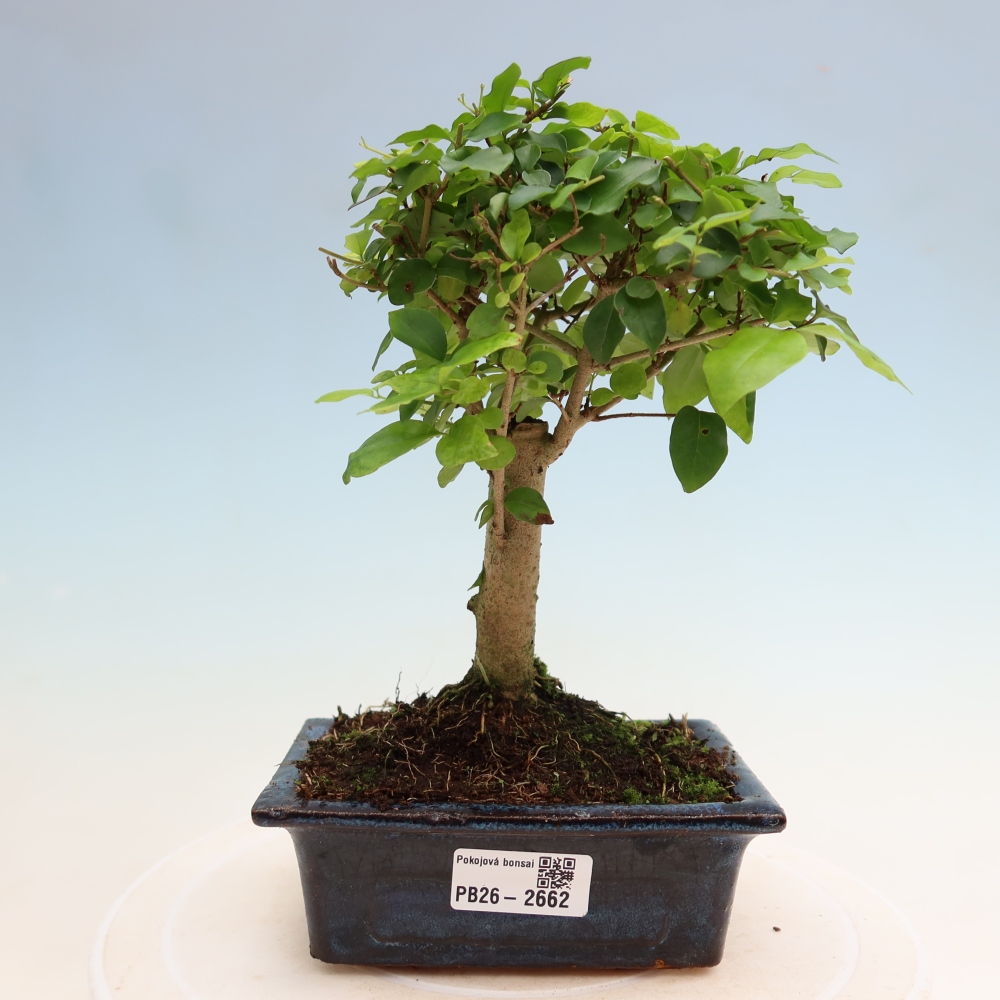 Izbový bonsaj -Ligustrum chinensis - Vtáčí zobák