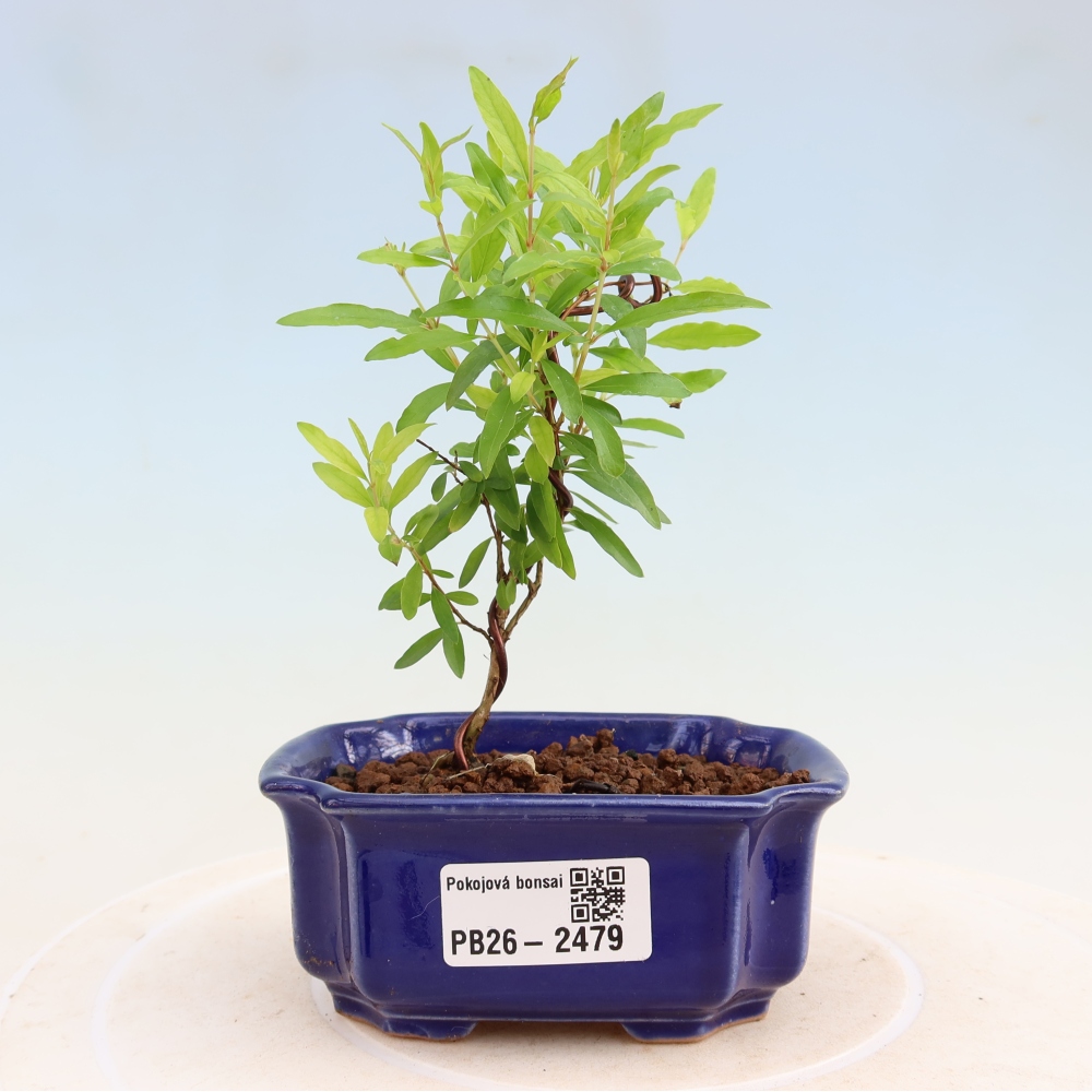 Izbový bonsaj-PUNICA granatum nana-Granátové jablko