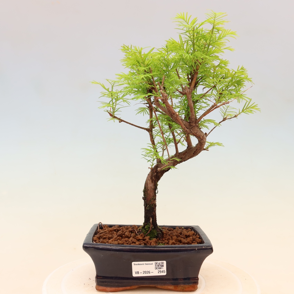 Vonkajšie bonsaje - Metasequoia glyptostroboides - čínska metasekvoja