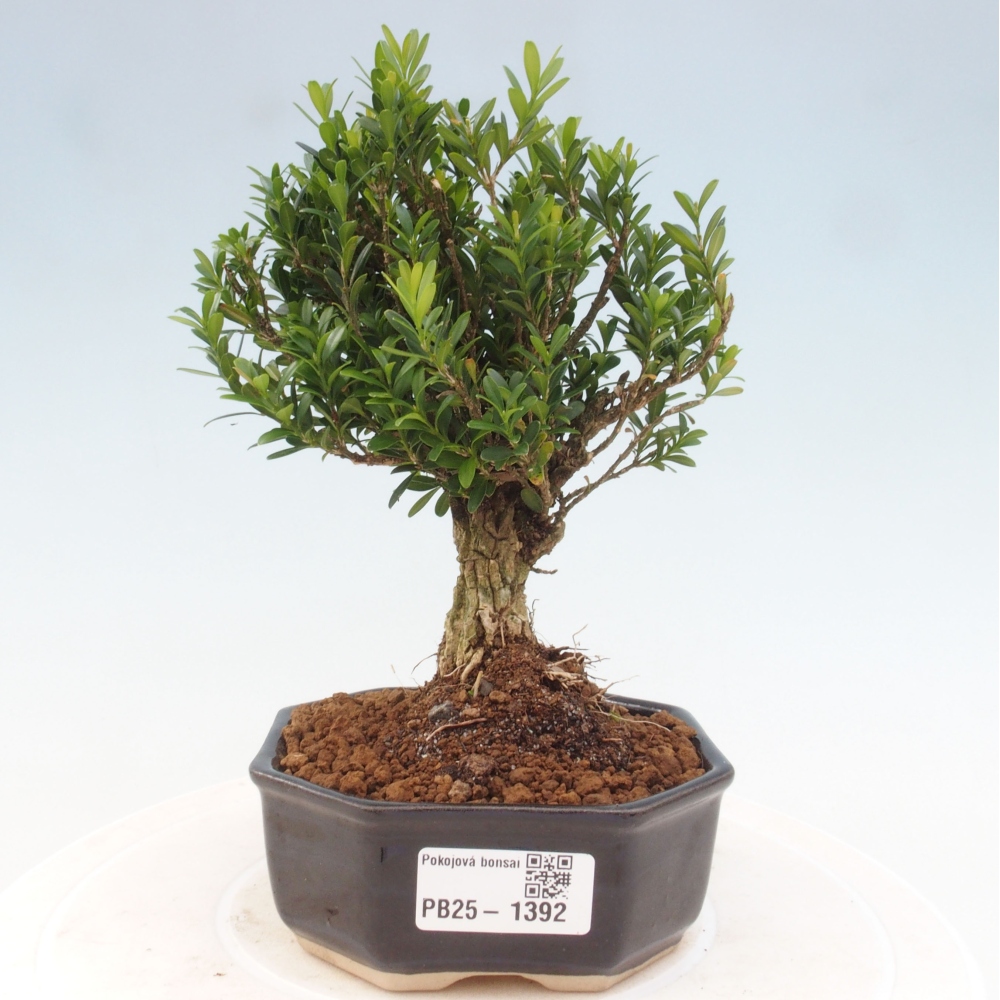 Izbová bonsai - Buxus harlandii - korkový buxus