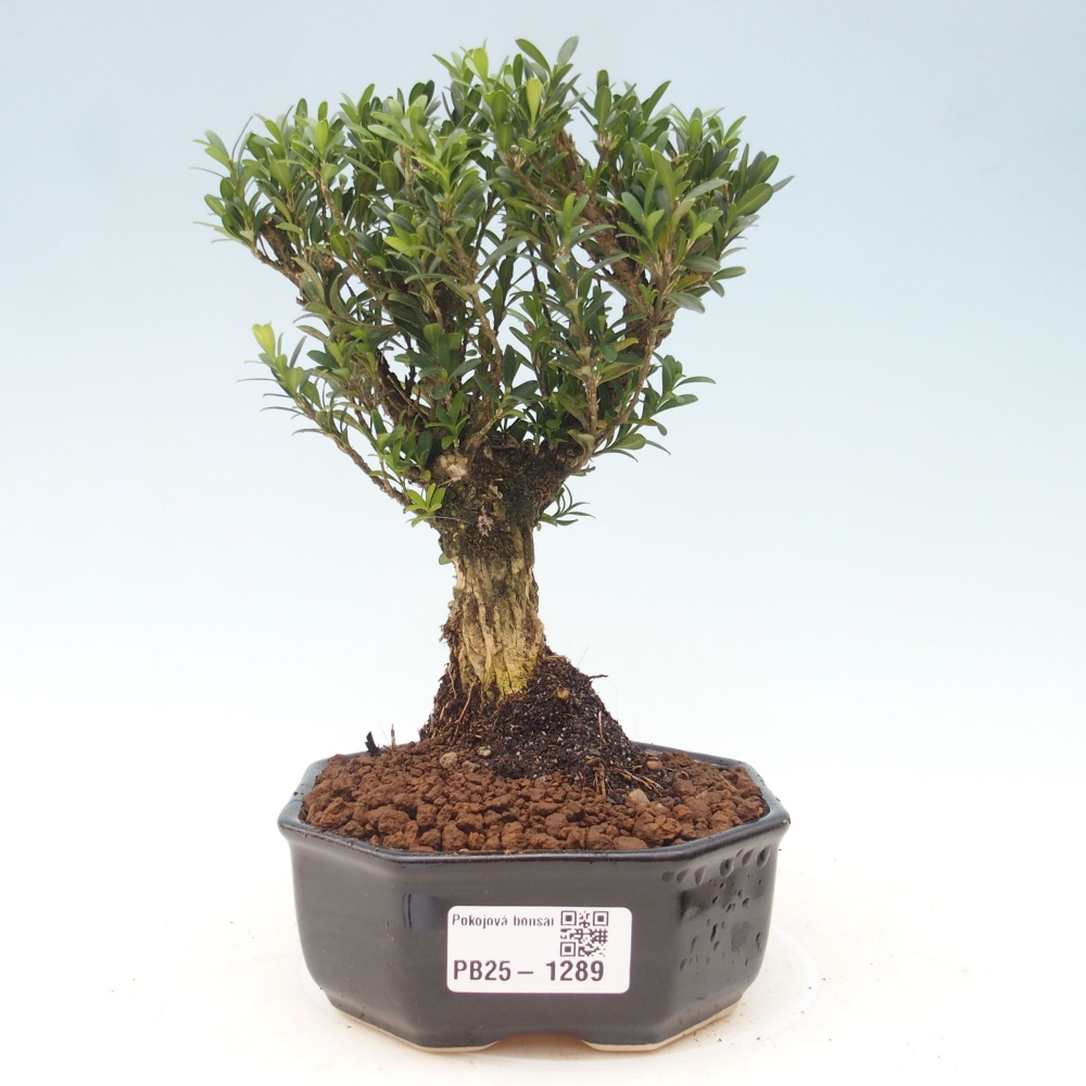 Izbová bonsai - Buxus harlandii - korkový buxus
