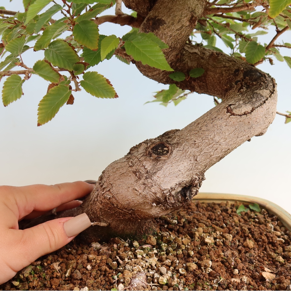 Vonkajšie bonsaje -Carpinus CARPINOIDES - Hrab kórejský