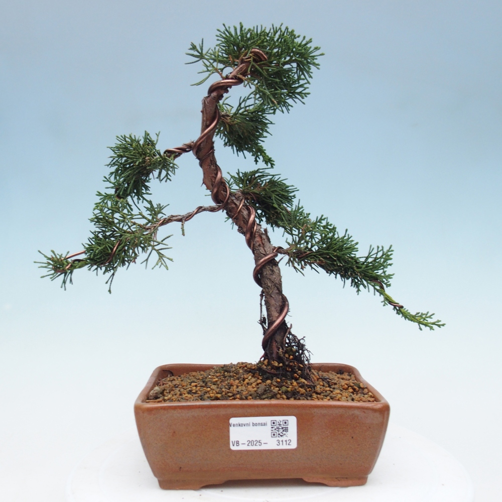 Vonkajší bonsai - Juniperus chinensis Kishu -Jalovec čínsky