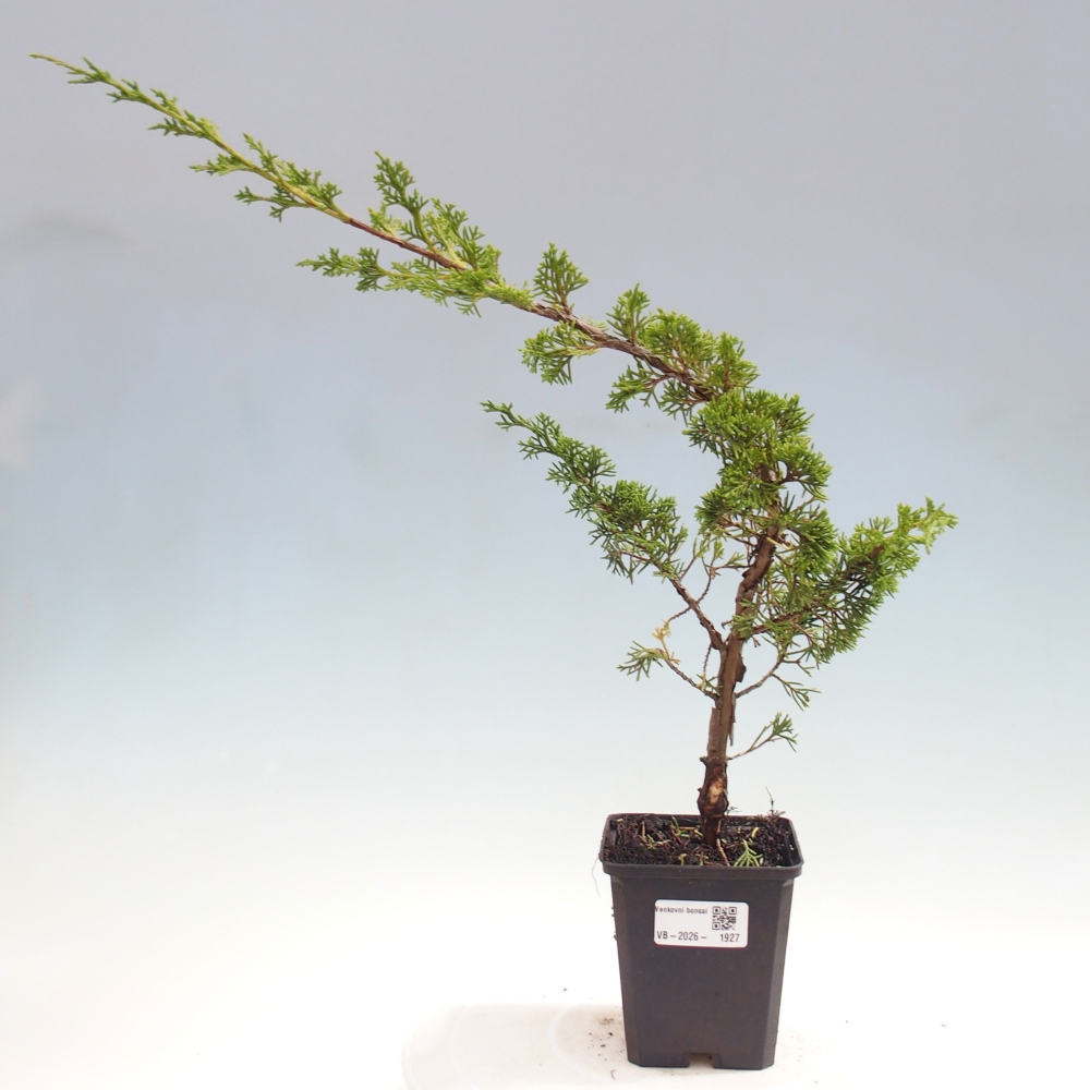 Vonkajší bonsaj - Juniperus chinensis Itoigawa