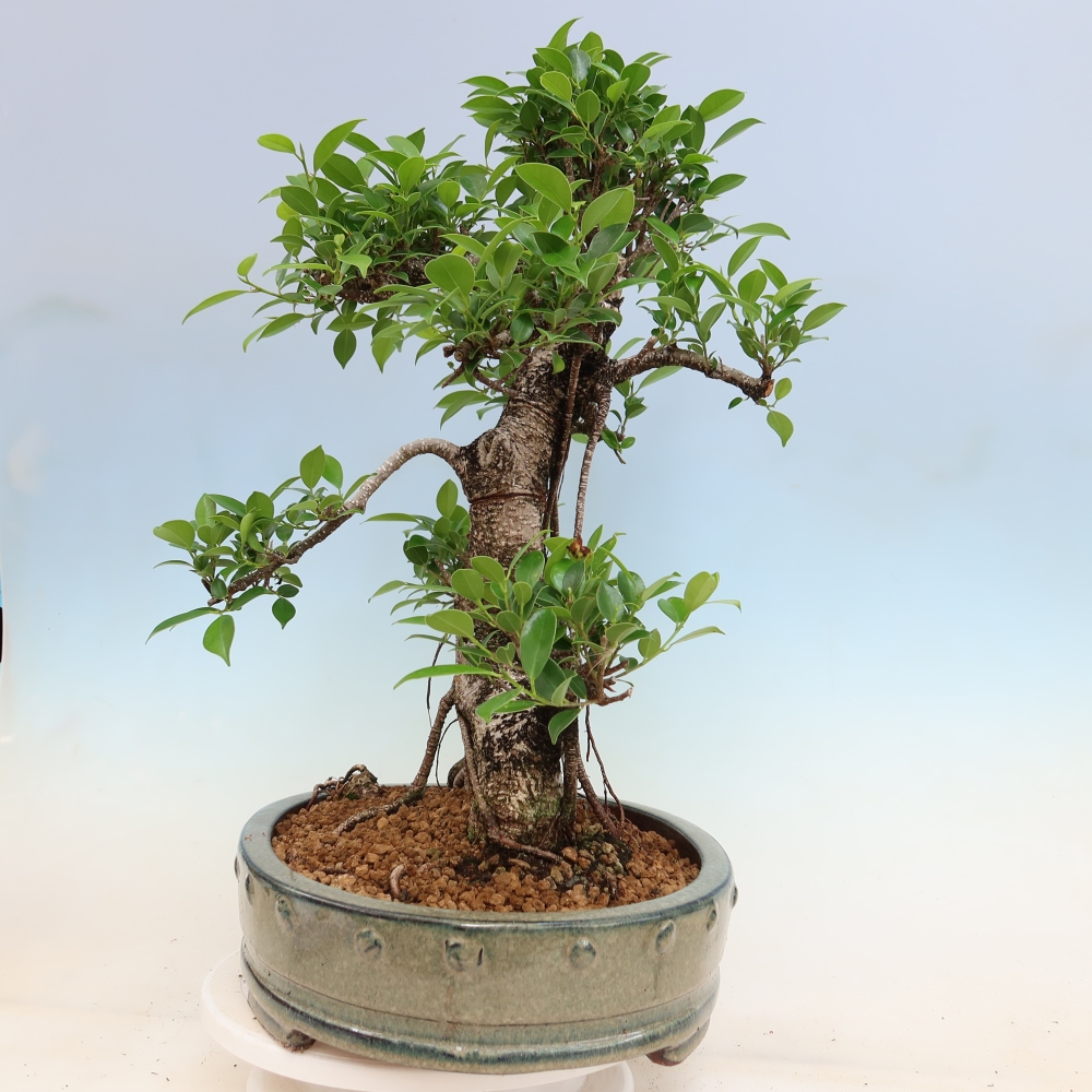 Izbové bonsaje - Ficus kimmen - drobnolistý fikus