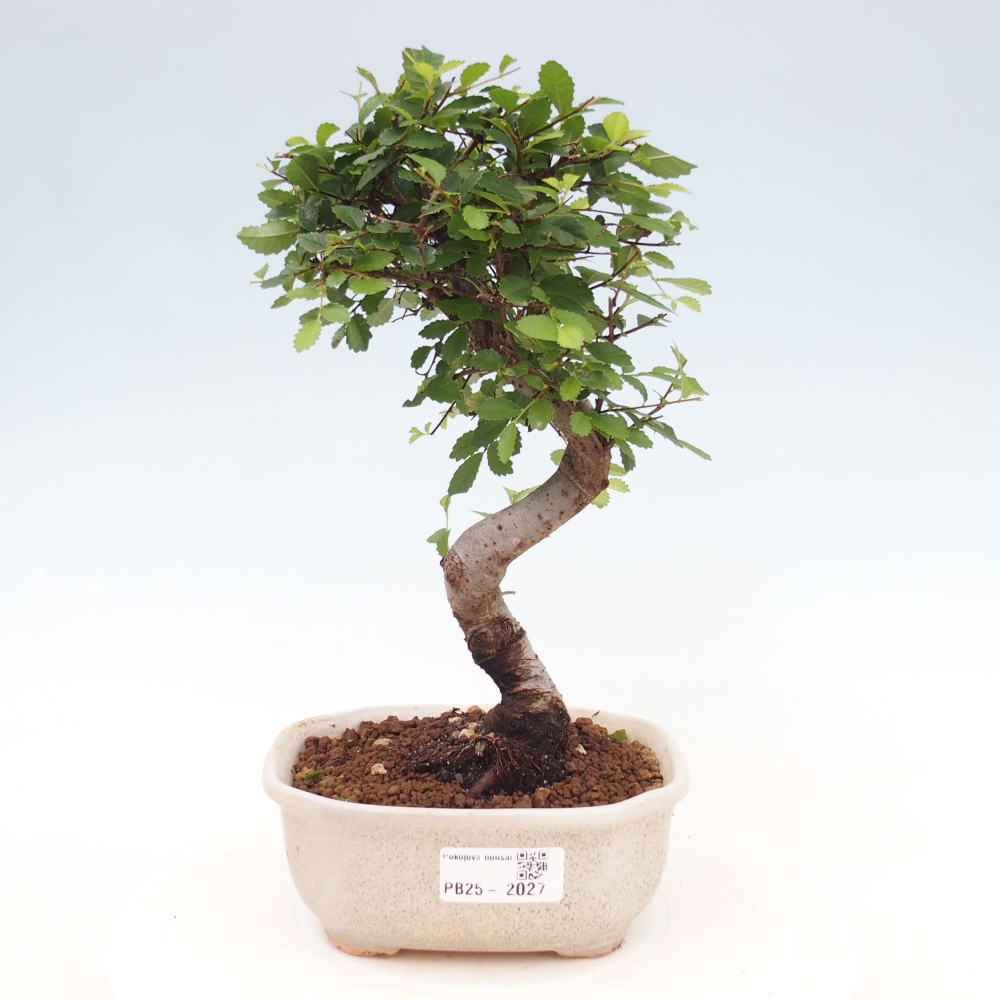 Izbová bonsai-malolistá brest 