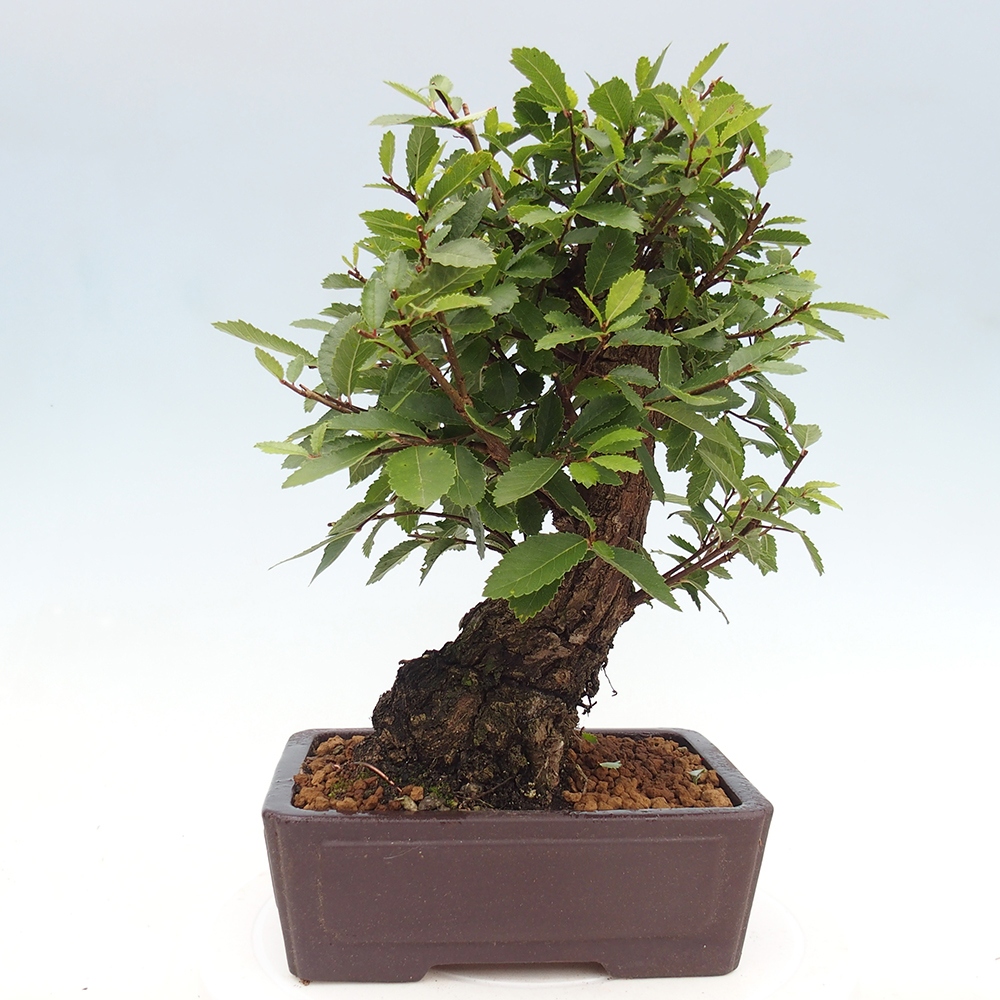 Vonkajšie bonsai - Zelkova - Zelkova Nirom