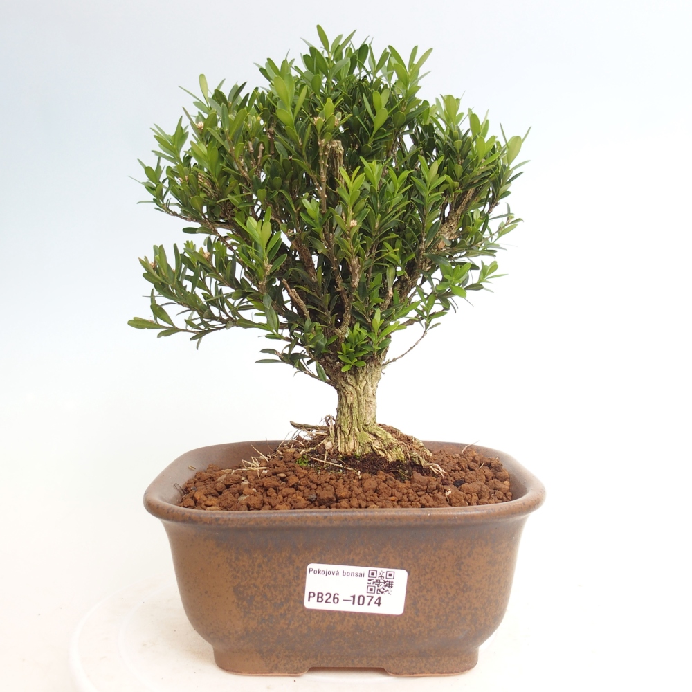Izbové bonsaje - Buxus harlandii - korkový buxus