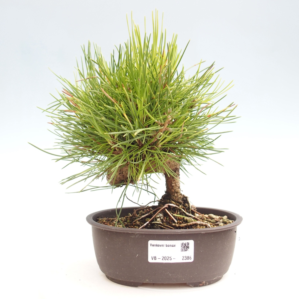 Vonkajší bonsai - Pinus thunbergii - Borovica thunbergova