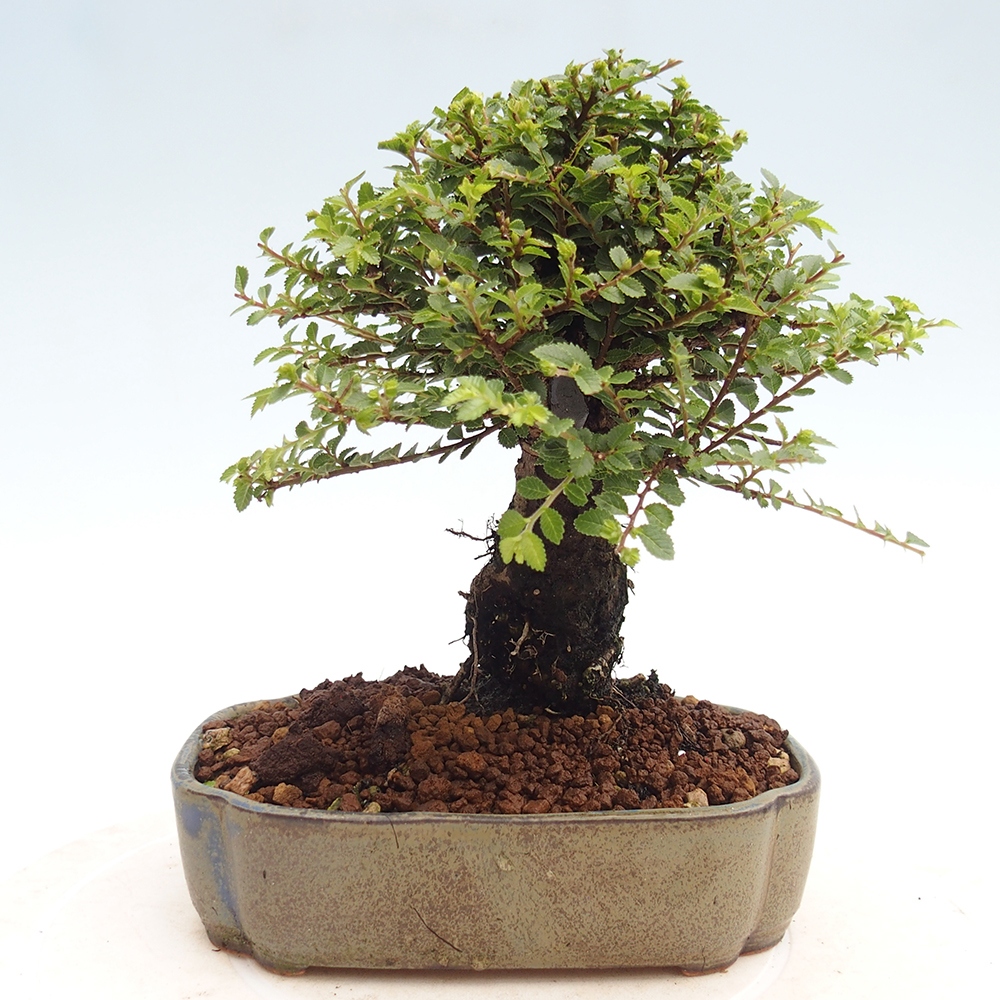 Vonkajší bonsai - Ulmus parvifolia Hokkaido - brest Čínsky