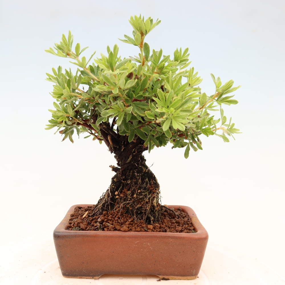 Vonkajšie bonsaje - Potentila fruticosa