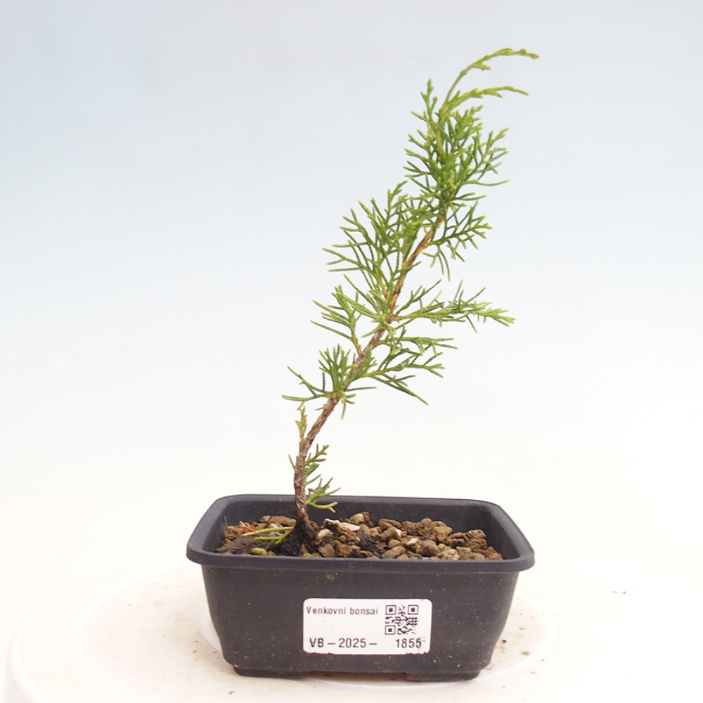 Vonkajší bonsai - Juniperus chinensis Itoigawa -Jalovec čínsky