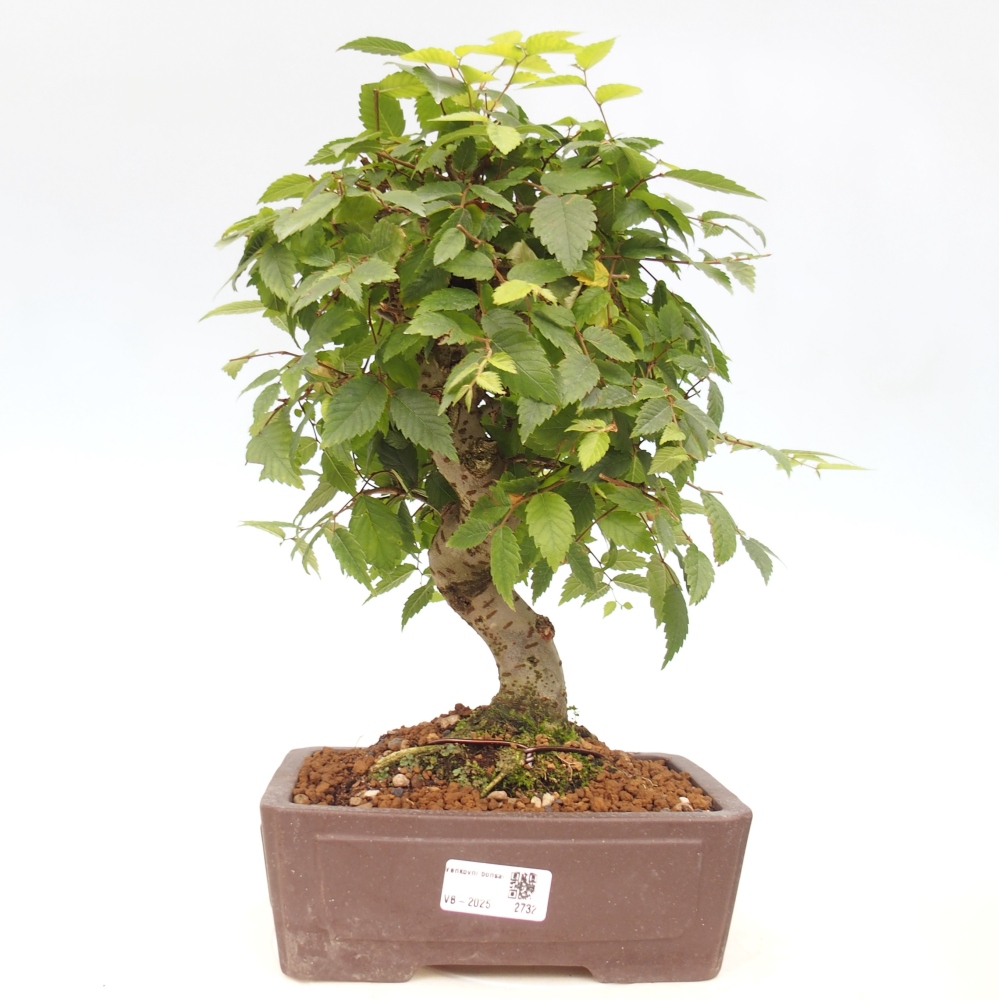 Vonkajšie bonsai - Zelkova - Zelkova serrata