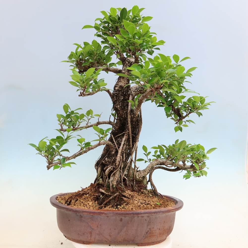 Izbové bonsaje - Ficus kimmen - drobnolistý fikus