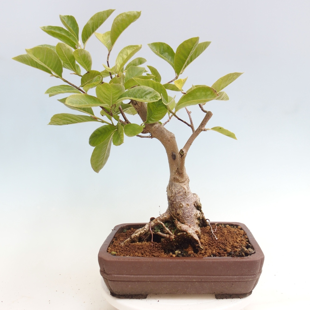 Vonkajší bonsai - Magnolia Gold Star - Magnólia