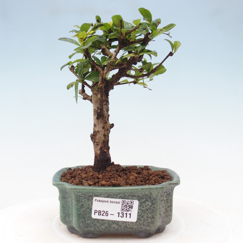 Izbové bonsaje - Carmona macrophylla - Tea fuki