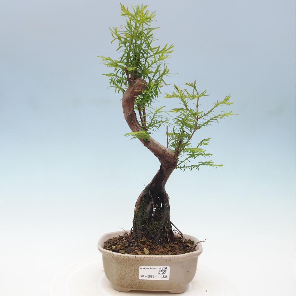 Vonkajšie bonsai - Metasequoia glyptostroboides - Metasekvoja Čínska
