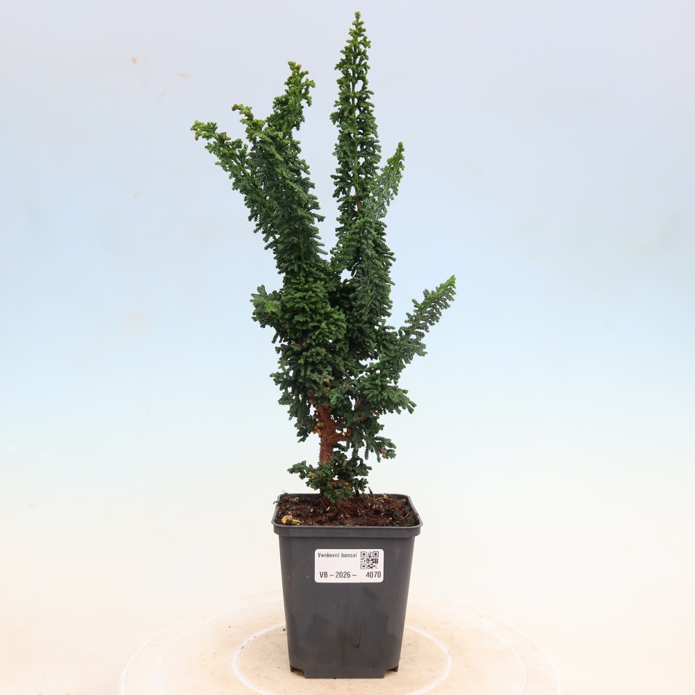 Vonkajší bonsaj - Cham. obtusa SEKKA HINOKI - Cypruštek