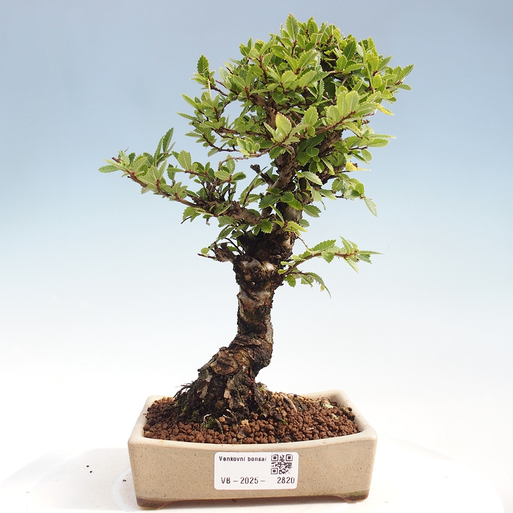 Vonkajšie bonsai - Zelkova - Zelkova Nirom