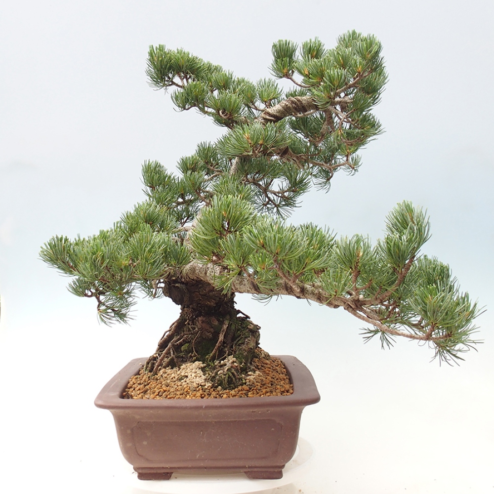 Vonkajšie bonsaje - Pinus parviflora - Pinus parviflora