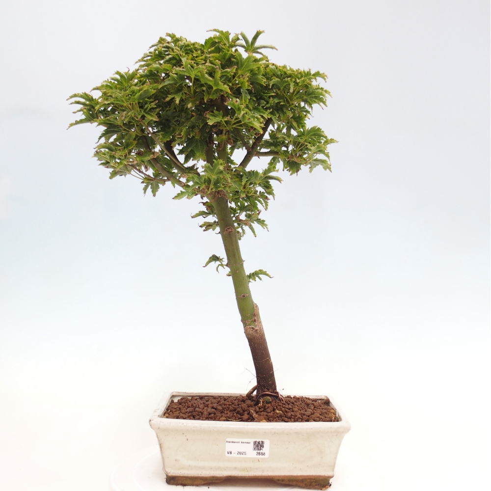Vonkajší bonsai -Javor dlanitolistý Acer palmatum Shishigashira