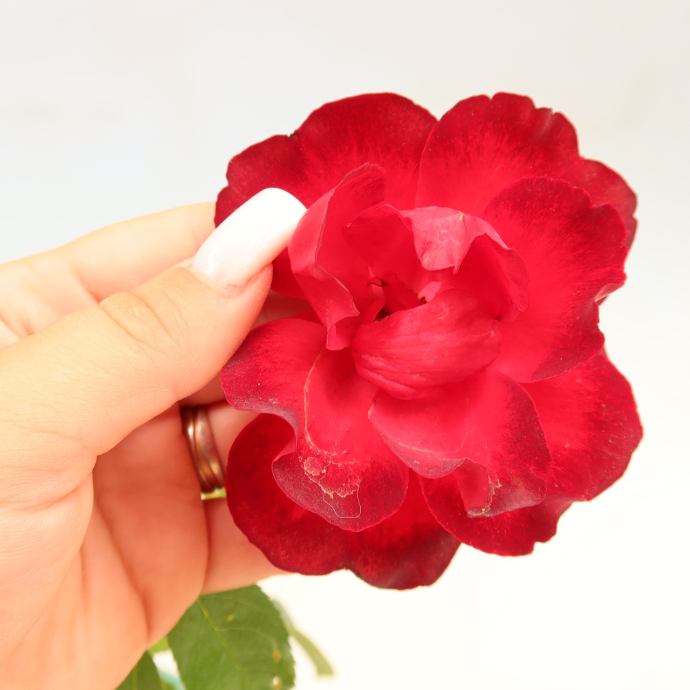 Vonkajšie bonsaje – Rosa Kordes – ruže