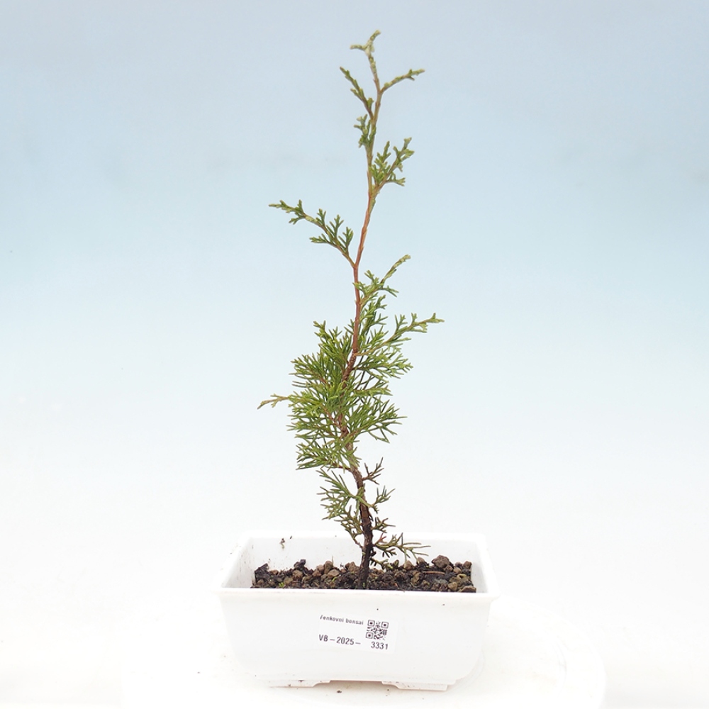 Vonkajší bonsai - Juniperus chinensis Itoigawa -Jalovec čínsky