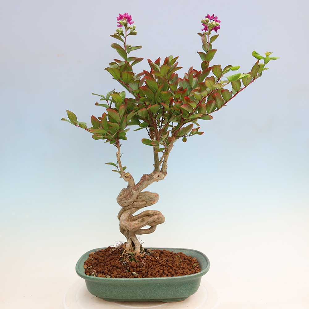 Izba bonsai – Lagerstroemia indica – indický orgován