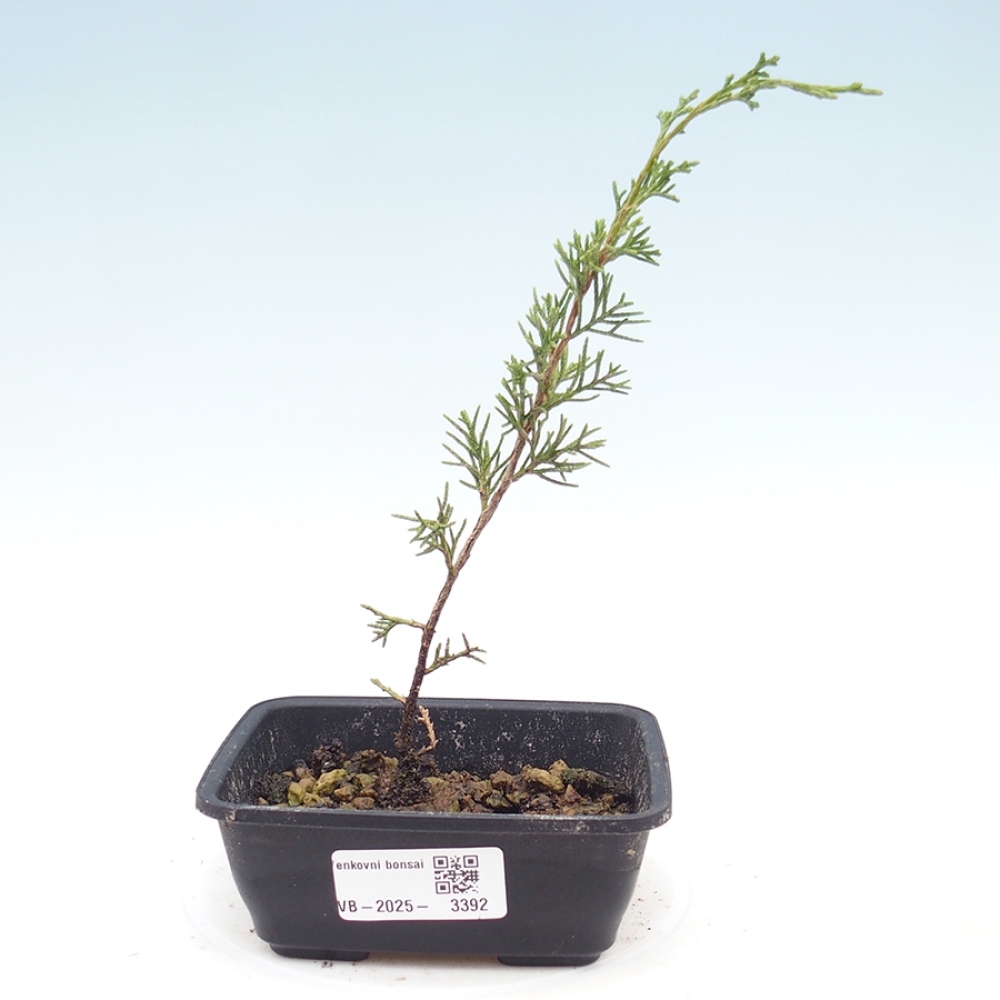 Vonkajší bonsai - Juniperus chinensis Itoigawa -Jalovec čínsky