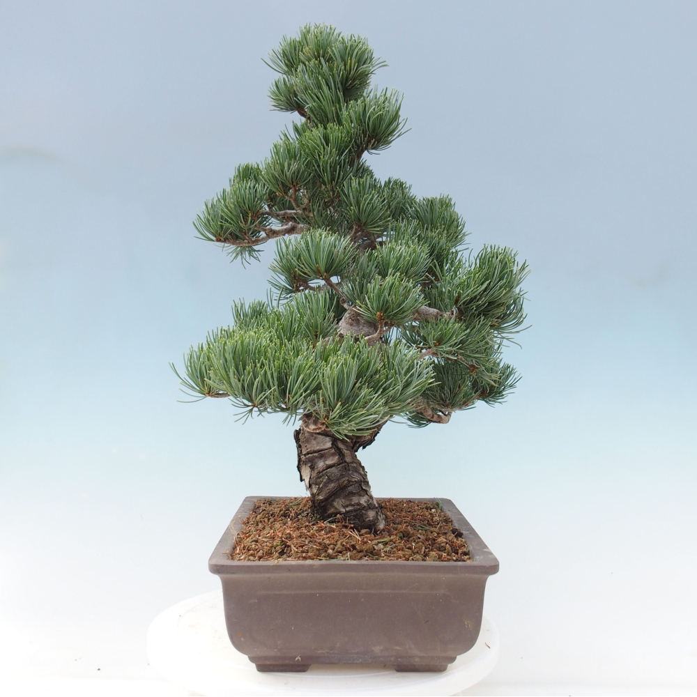 Vonkajšie bonsai - Pinus parviflora - Borovica drobnokvetá
