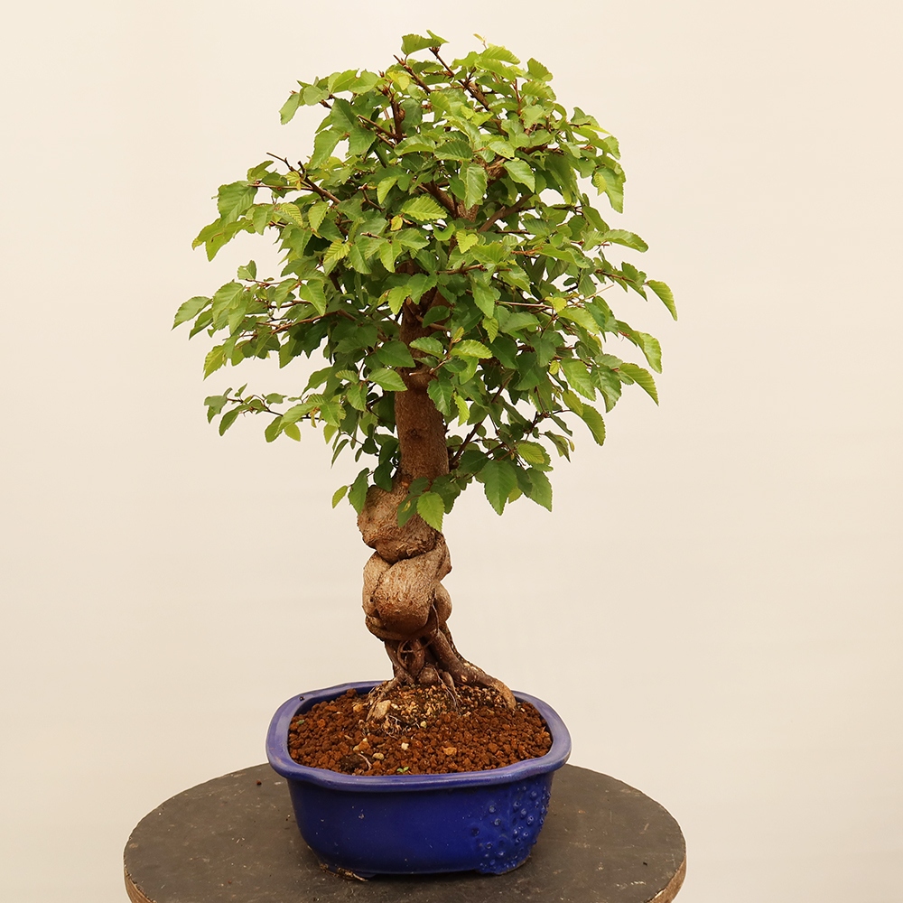 Vonkajší bonsai -Carpinus Coreana - Hrab kórejský