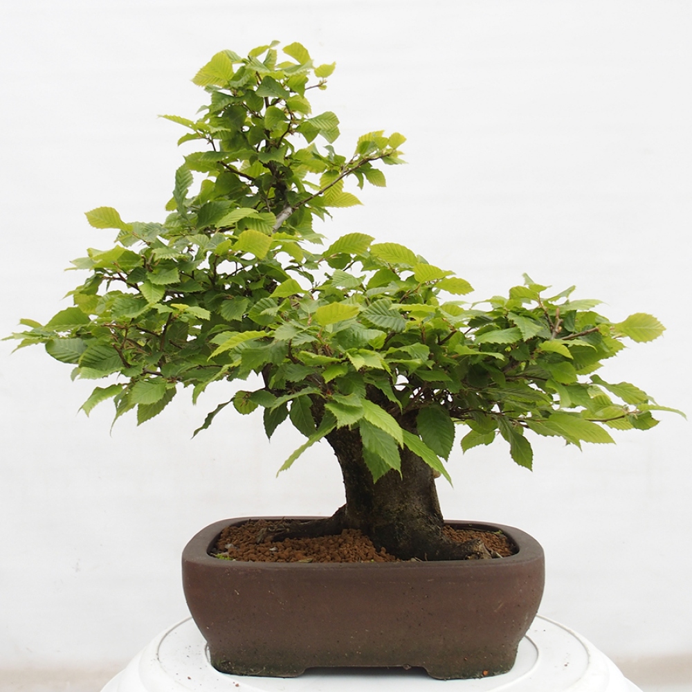 Vonkajší bonsai - Hrab obyčajný - Carpinus betulus