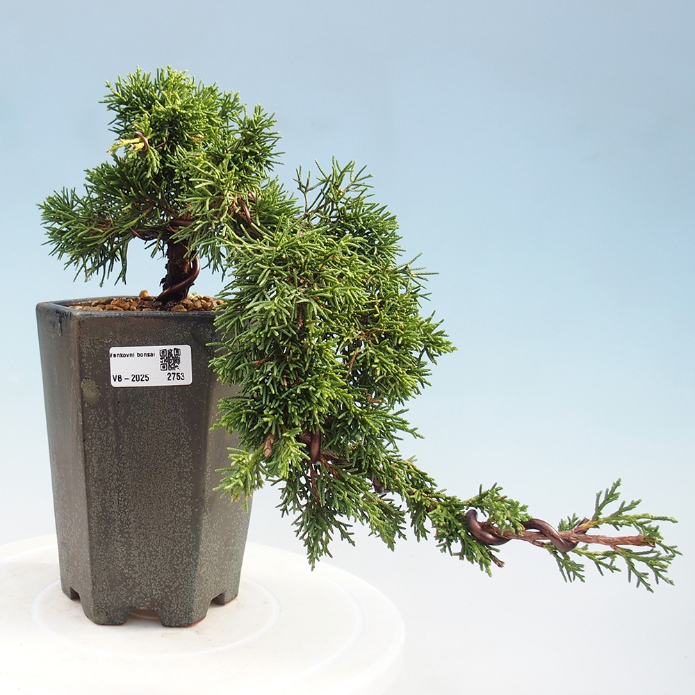 Vonkajší bonsai - Juniperus chinensis Kishu -Jalovec čínsky