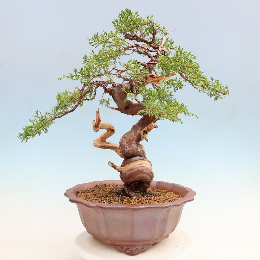 Vonkajší bonsai – Juniperus chinensis Itoigawa – čínsky jalovec