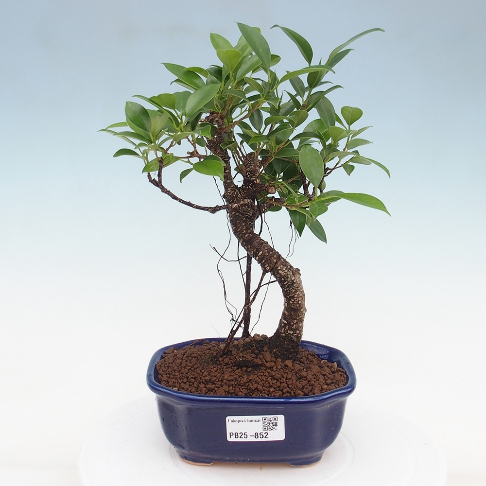 Izbová bonsai - Ficus retusa - malolistá fikus