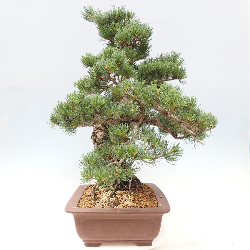 Vonkajšie bonsaje - Pinus parviflora - Pinus parviflora