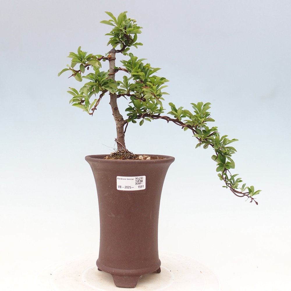 Vonkajšia bonsai-Pyracanta Teton -Hlohyně