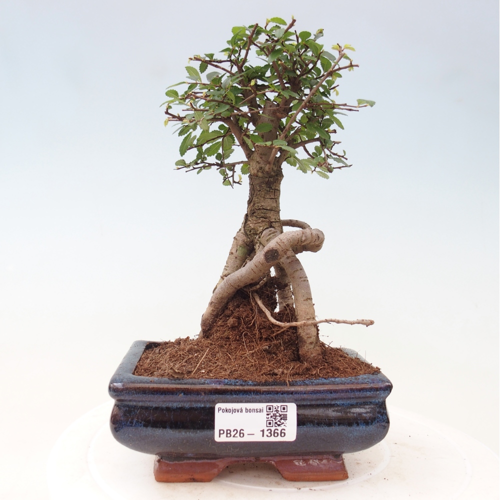 Izbový bonsaj - Ulmus parvifolia - brest malolistý