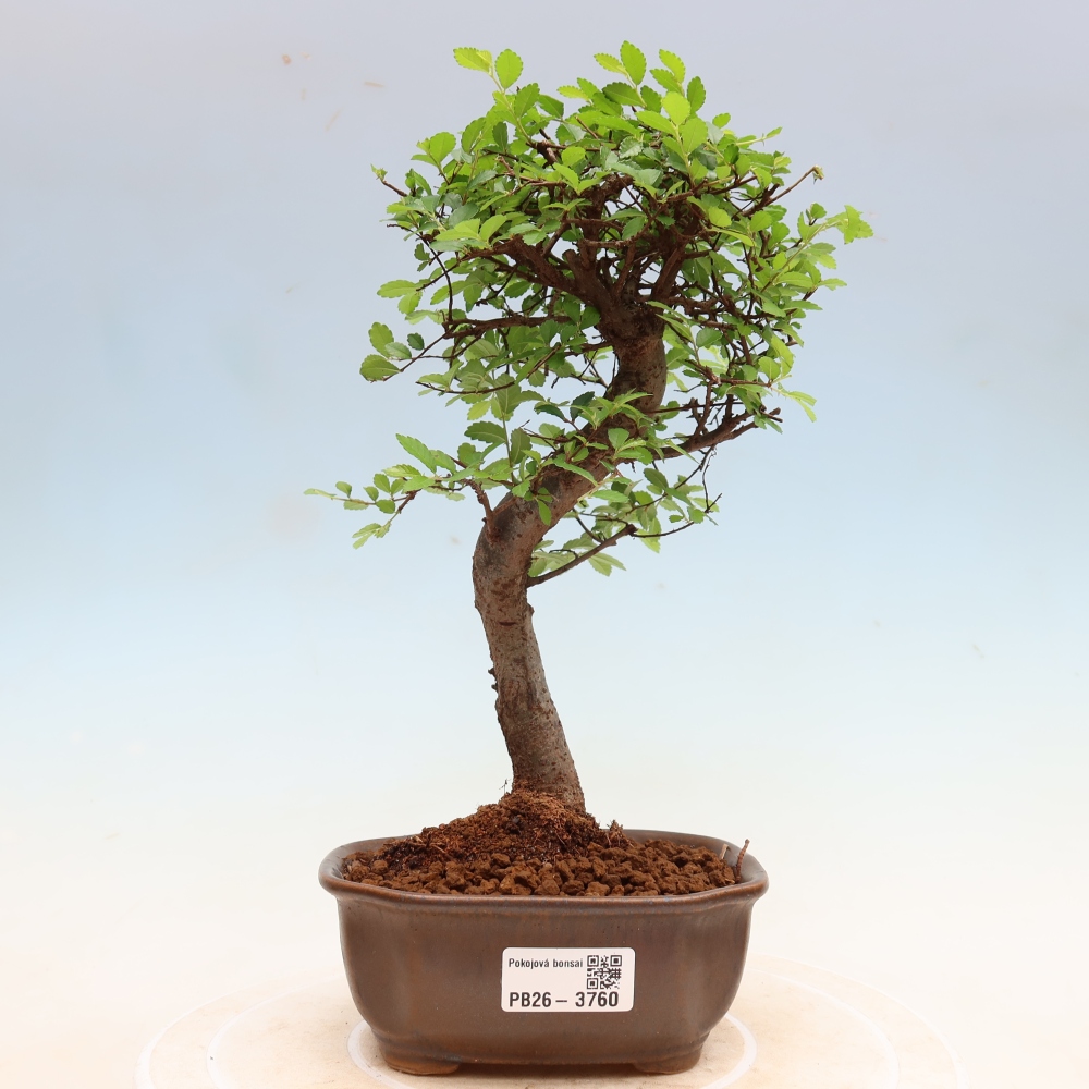 Izbový bonsaj - Ulmus parvifolia - brest malolistý