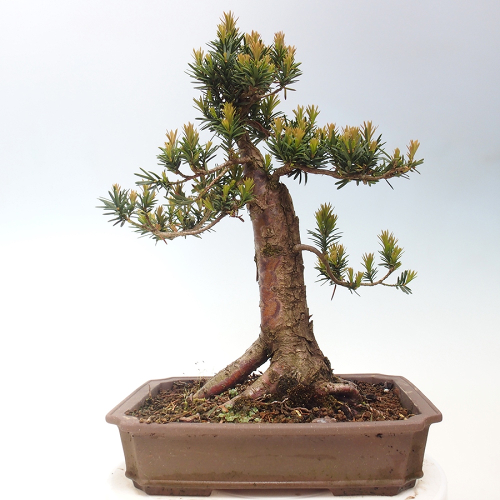 Vonkajší bonsai - Taxus cuspidata - Tis japonský