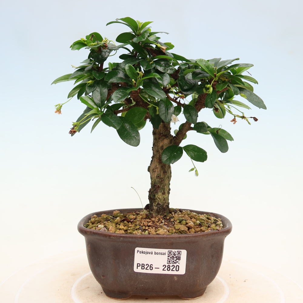 Izbové bonsaje - Carmona macrophylla - Tea fuki