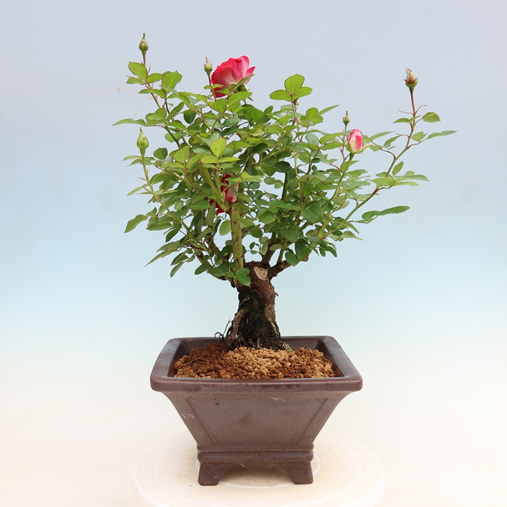 Vonkajšie bonsaje – Rosa Kordes – ruže