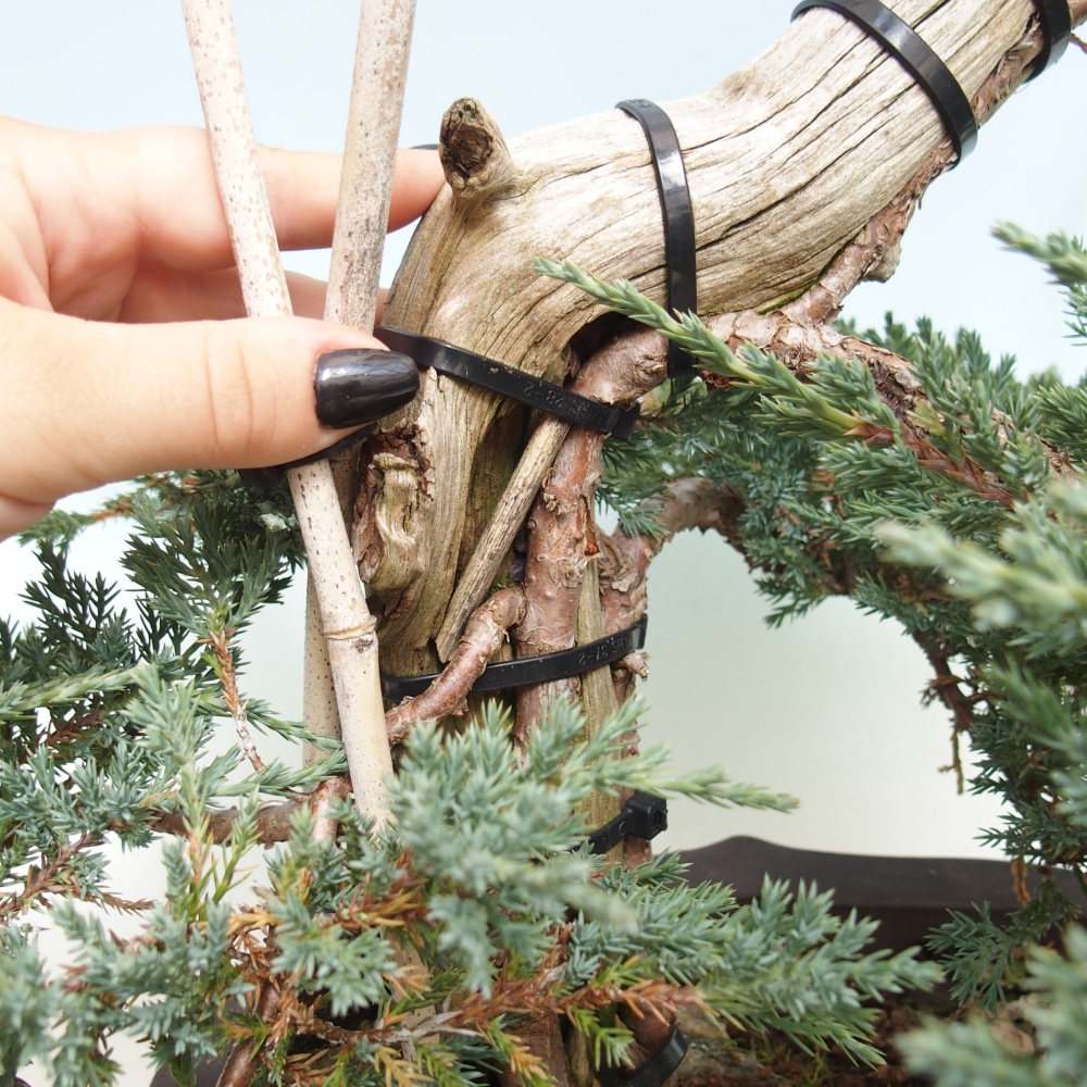 Vonkajší bonsai - Juniperus - Borievka polehavá