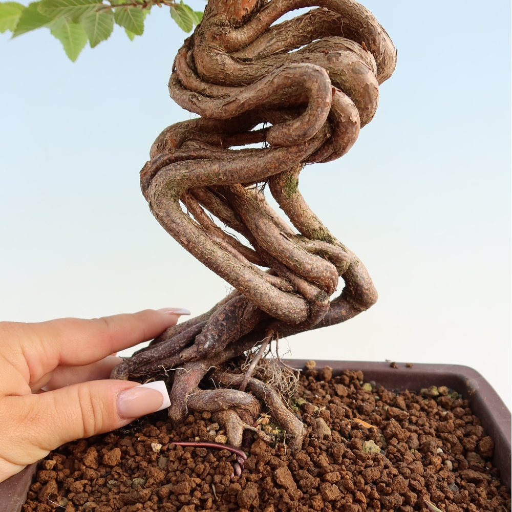 Vonkajší bonsaj -Carpinus coreana - Hrab kórejský