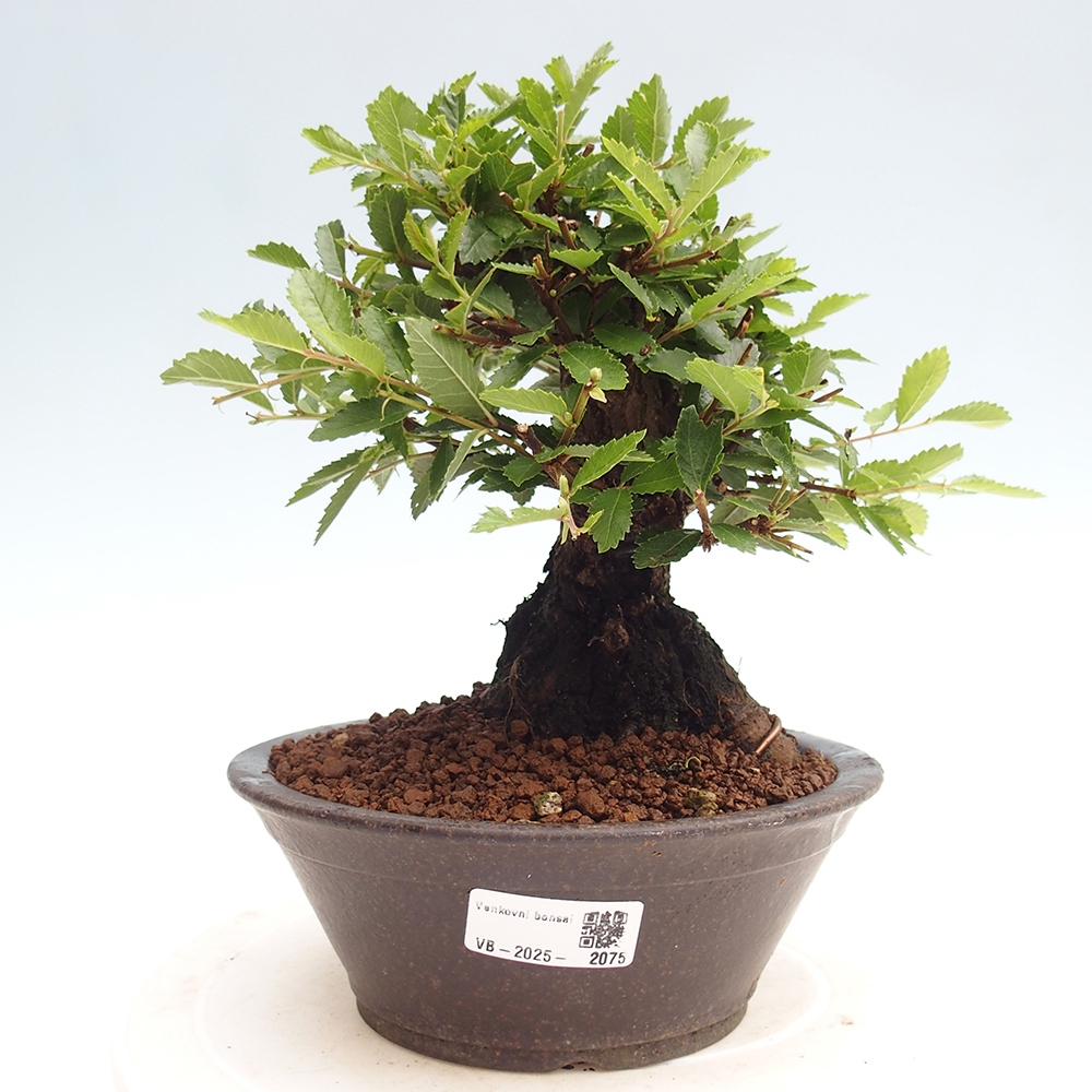 Vonkajšie bonsai - Zelkova - Zelkova Nirom