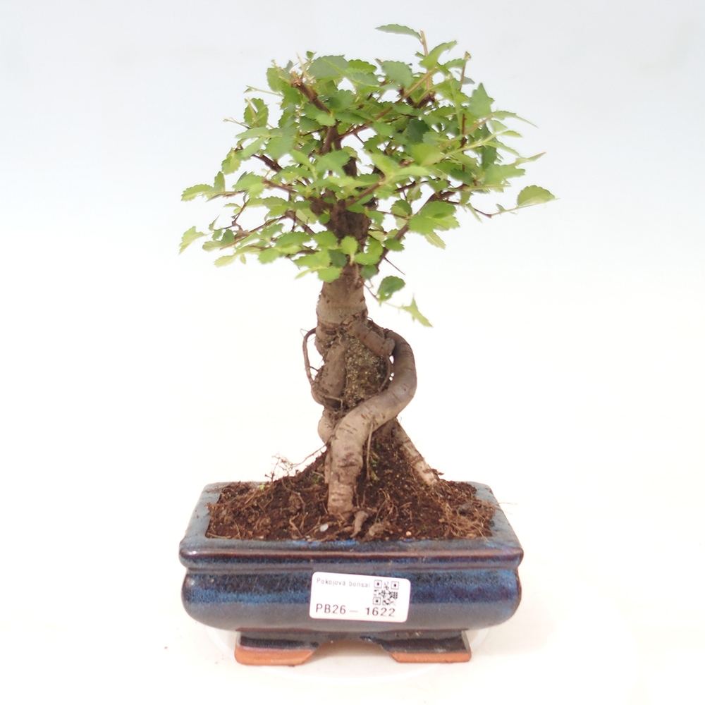 Izbový bonsaj - Ulmus parvifolia - brest malolistý