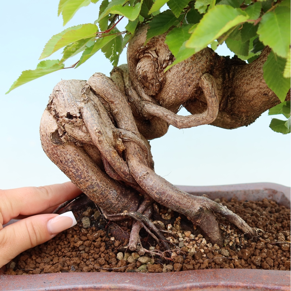 Vonkajší bonsaj -Carpinus coreana - Hrab kórejský