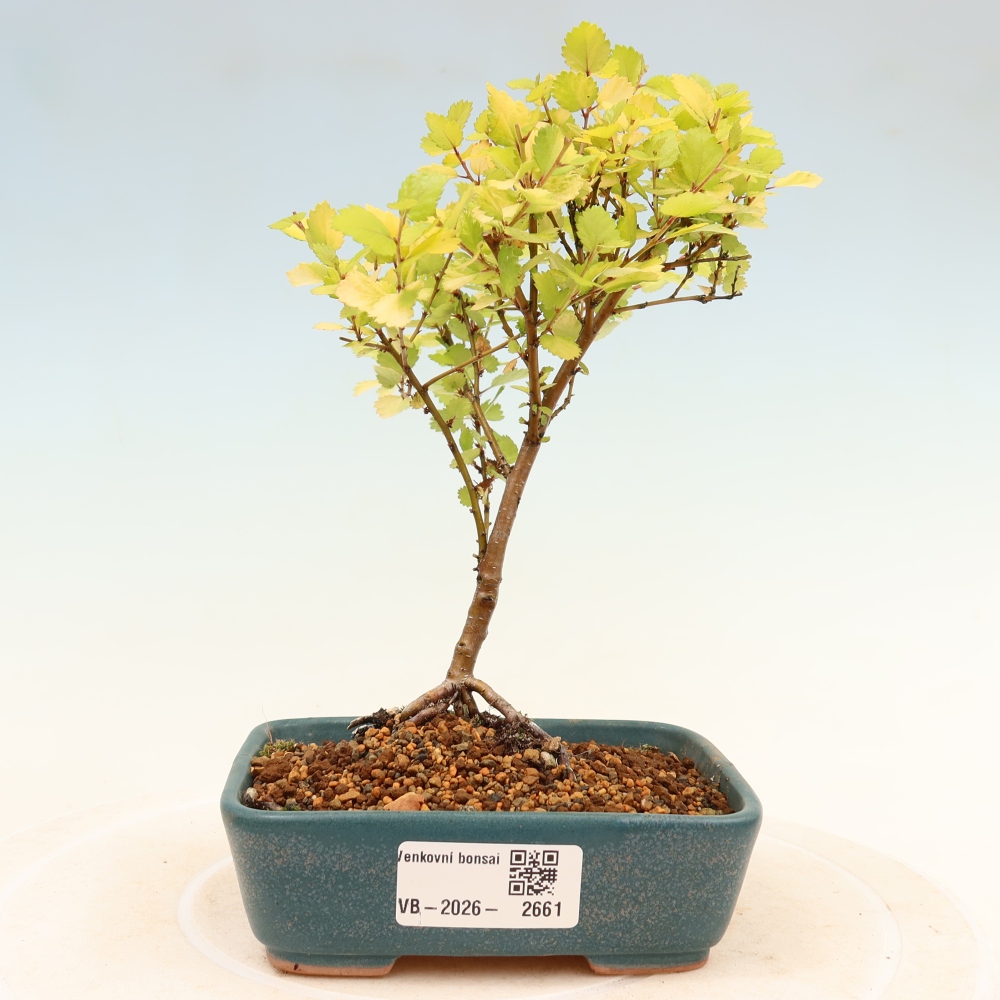 Vonkajší bonsai – trpasličia breza – Betula NANA Golden Treasure