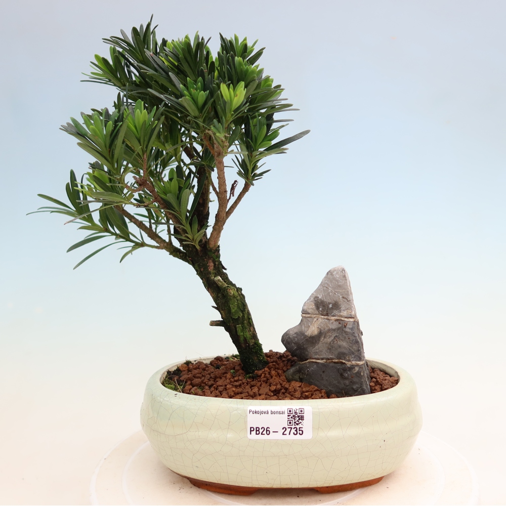 Izbové bonsaje - Podocarpus - Kamenný tis