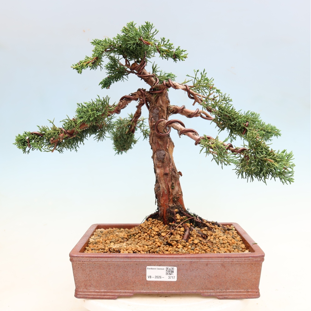 Vonkajší bonsaj - Juniperus chinensis Kishu